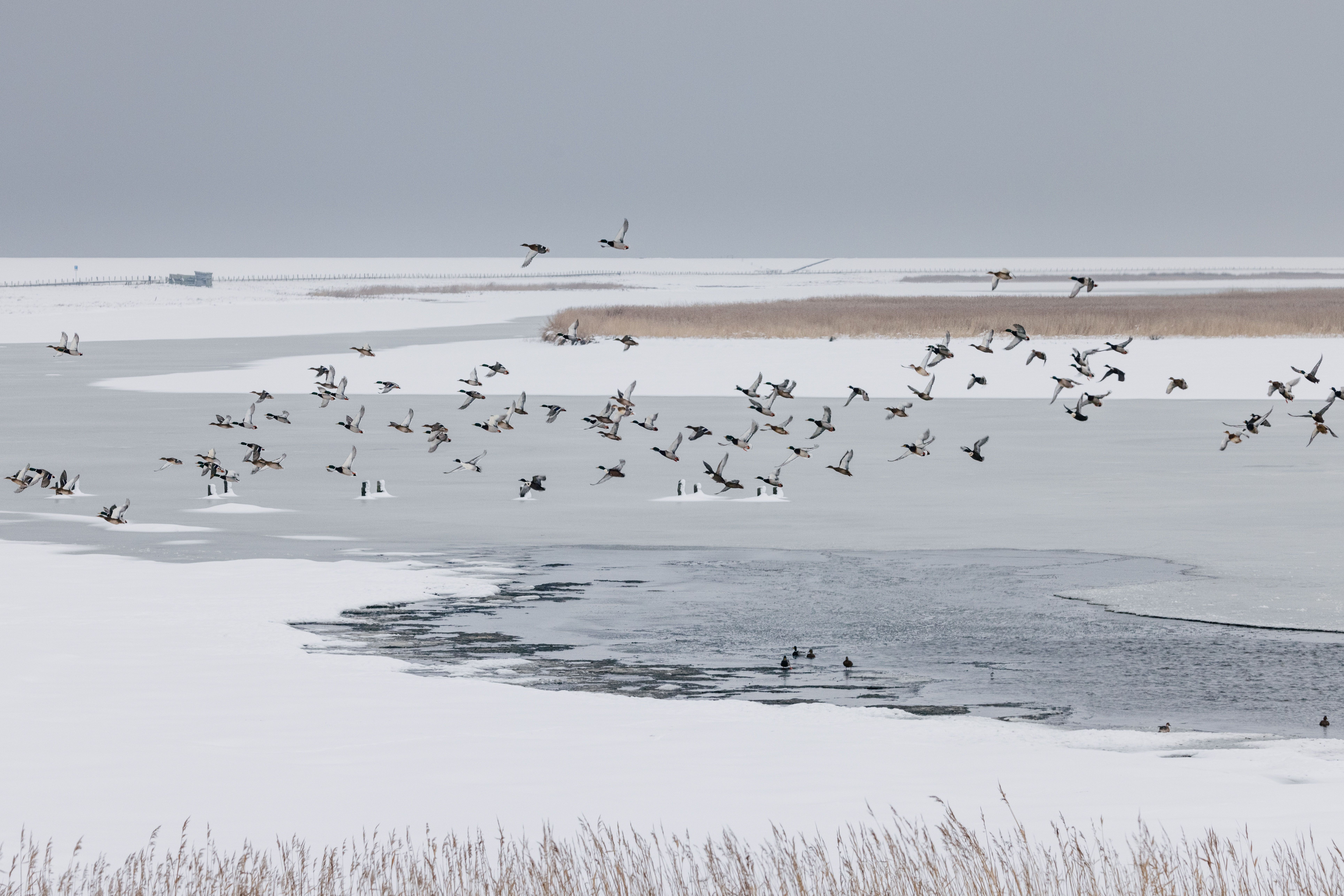 Vogelzüge im Winter