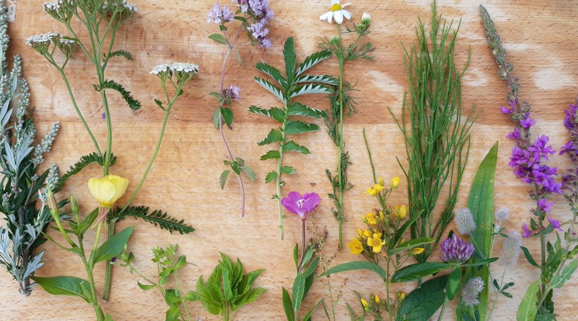Kräuterwanderung durch Dagebüll