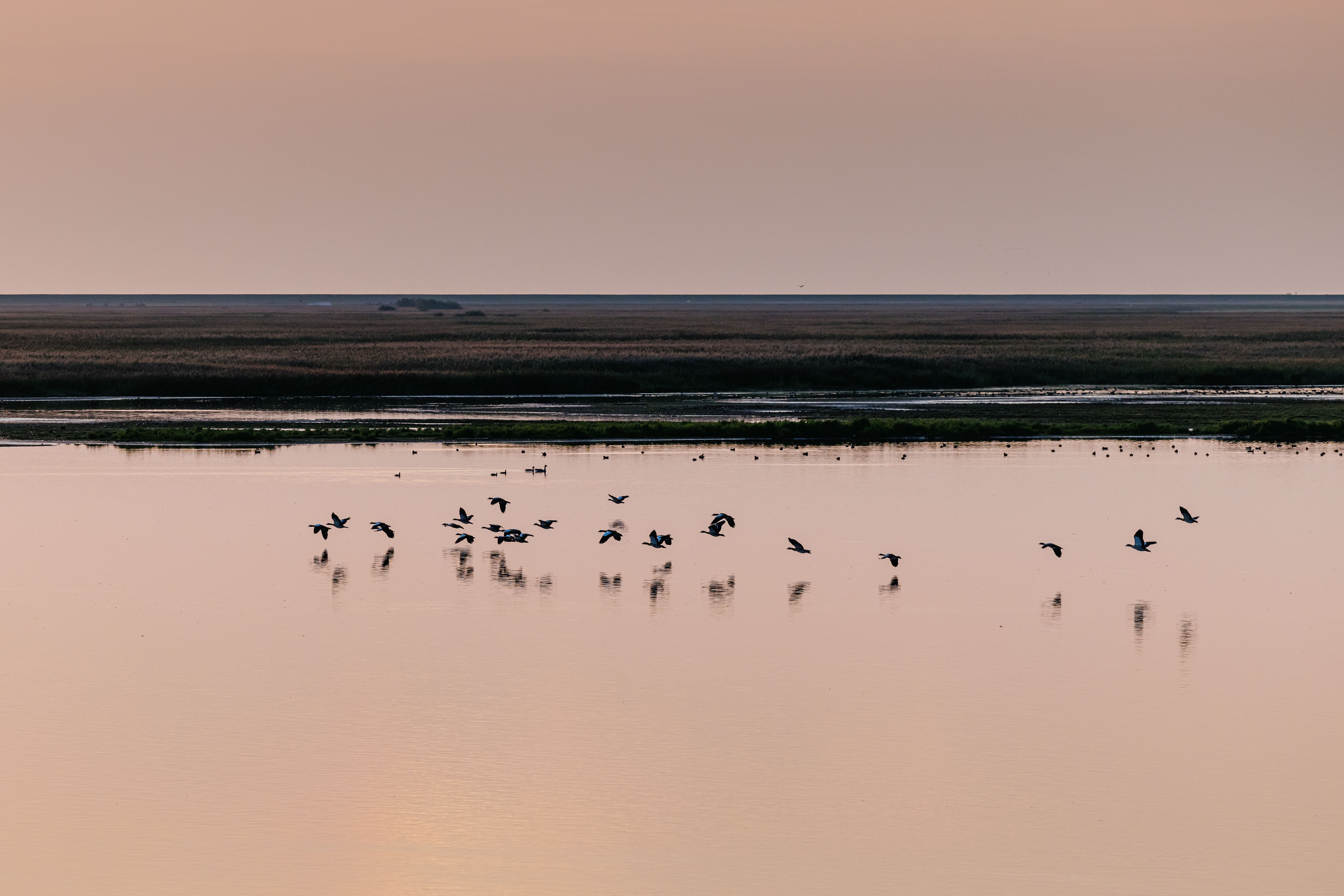 Vogelzüge am Hauke Haien Koog
