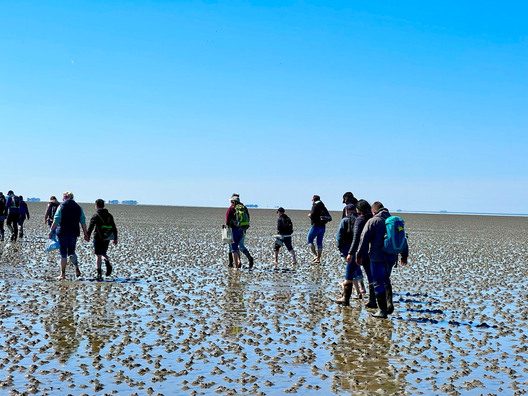 Wattwanderung vor Dagebüll bis zum Priel mit Krabbenfischen