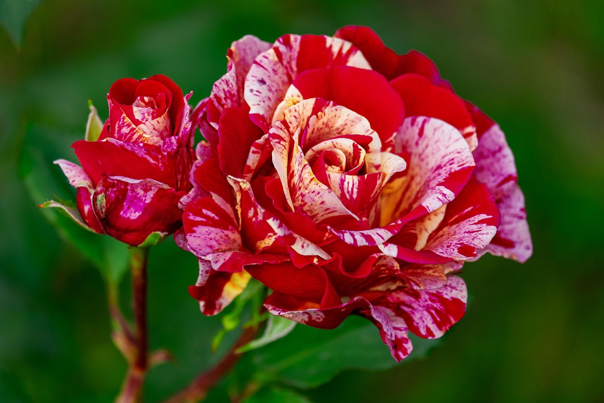 Eine rote, gemusterte Rose