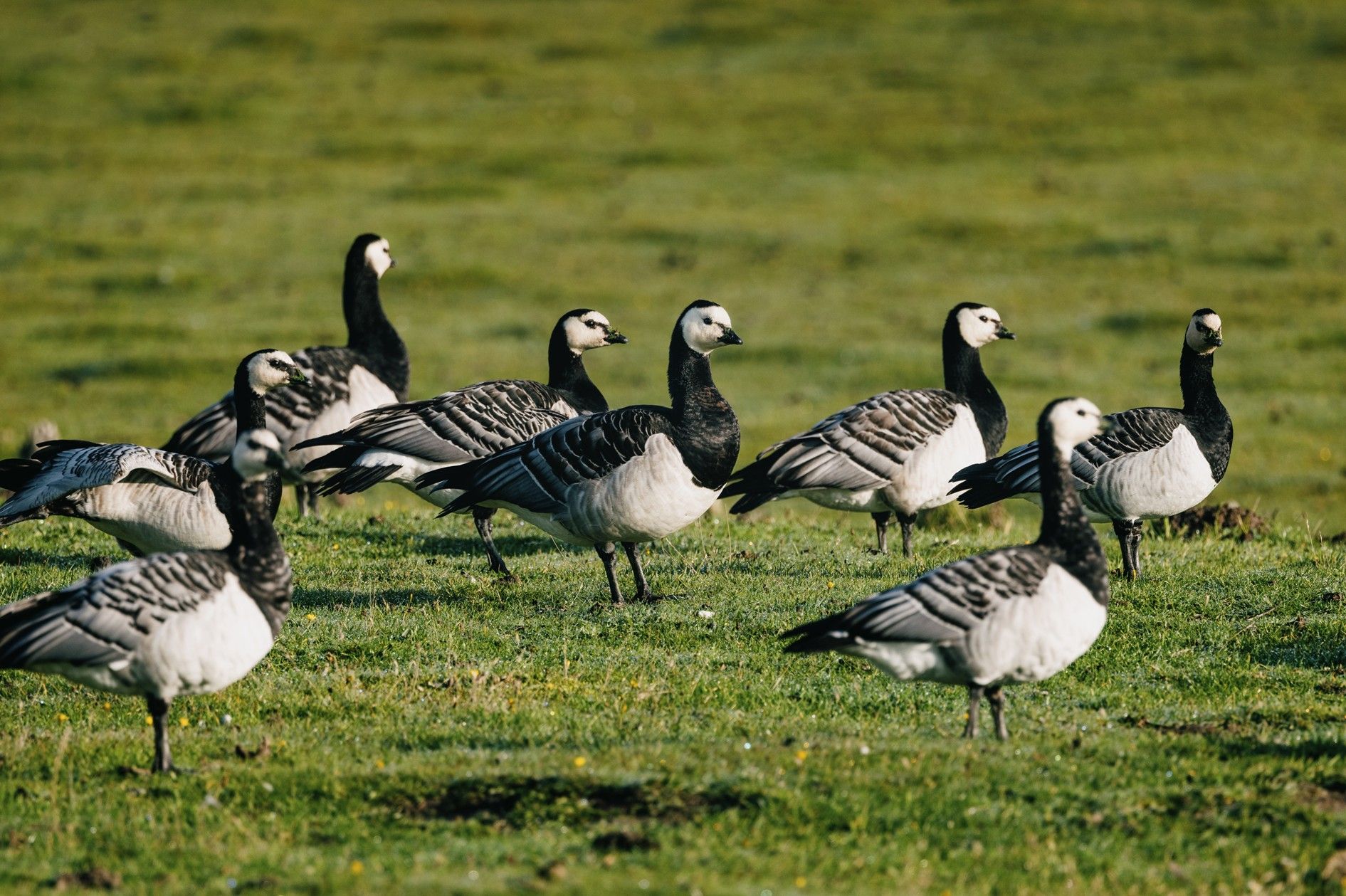 Vogebeobachtung im Rickelsbürger Koog, Nordfriesland